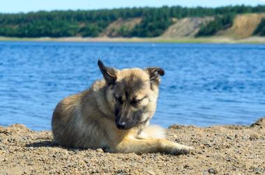 Yakutat Beach