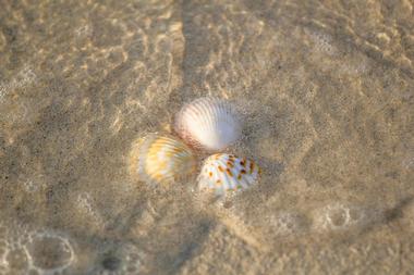 Shelly Bay Beach