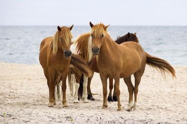 Assateague Island National Seashore