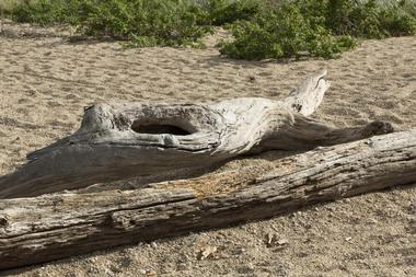 Calf Pasture Beach