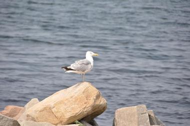 Jacobs Beach, Connecticut