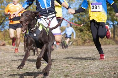 Seattle Furry 5K & Pet-a-Palooza, WA