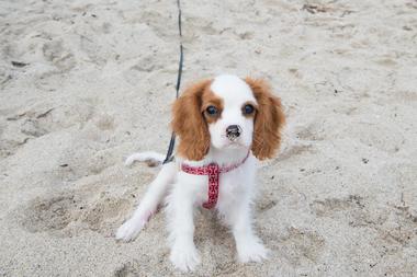 Walton Rocks Dog Beach (Jensen Beach)