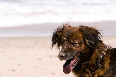 Davis Island Dog Beach (Tampa)