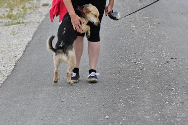 PAWS Chicago 5K Walk-Run, IL