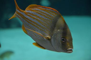 The New York Aquarium