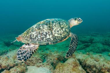 John Pennekamp Coral Reef State Park