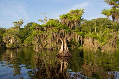 Blue Cypress Lake