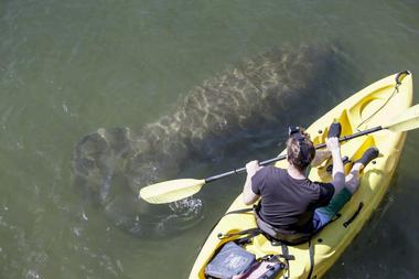 Sea Life Kayak, Sarasota, Florida