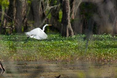 Atchafalaya National Heritage Area