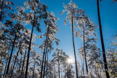 Bogue Chitto State Park