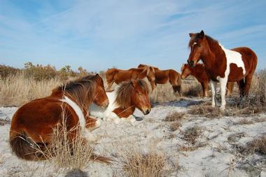 Assateague Island