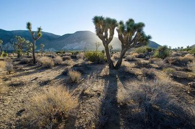 Joshua Tree National Park