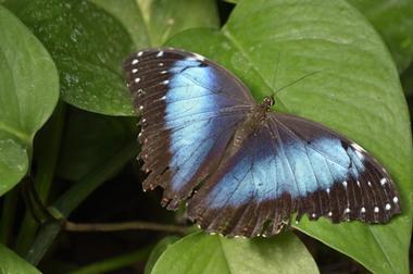 Brookside Gardens