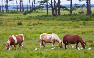 Chincoteague and Assateague Islands