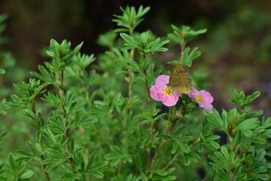 Lauritzen Gardens