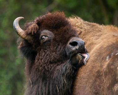 Lee Simmons Wildlife Safari and Conservation Park