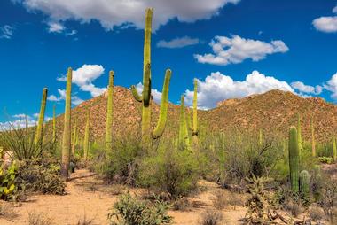 Saguaro National Park