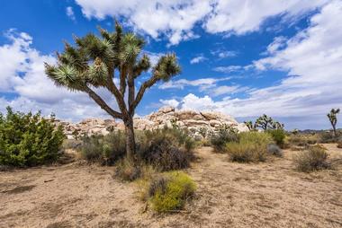 Joshua Tree National Park