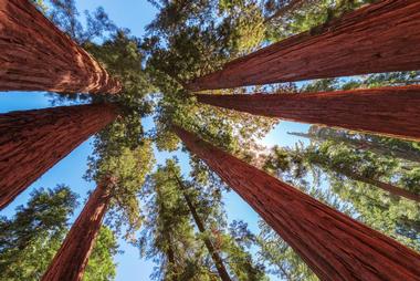 Big Basin Redwoods State Park