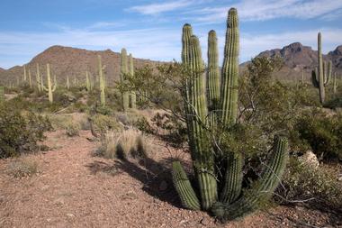 Organ Pipe Cactus National Monument, Arizona