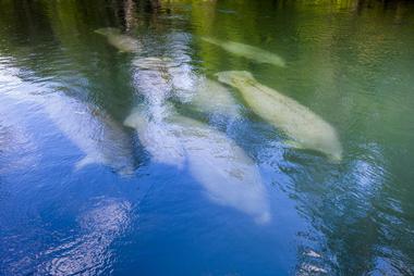 Manatee Sightseeing Eco Adventures