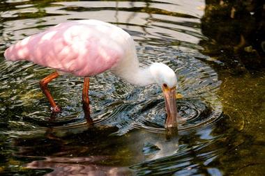 Merritt Island National Wildlife Refuge Sits on Florida's Largest Barrier Island