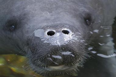 TECO Manatee Viewing Center