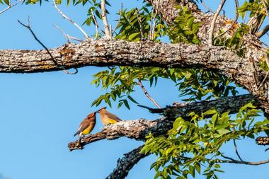 Balcones Canyonlands Preserve