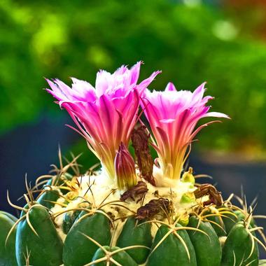 Santa Fe Botanical Garden, New Mexico