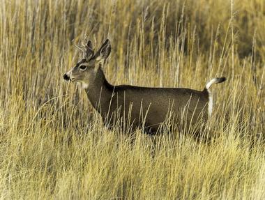 Buenos Aires National Wildlife Refuge