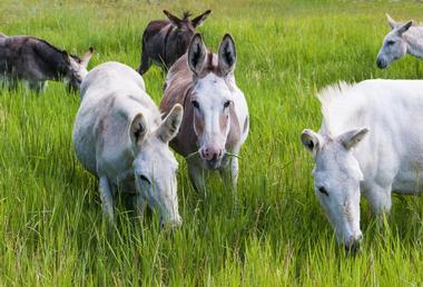 Cripple Creek Donkey Herd