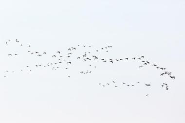 East Kent Hamlet Land Trust