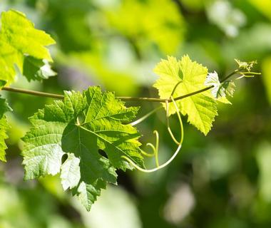 Lincourt Vineyards