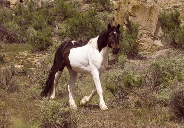 Little Book Cliffs Wild Horse Area