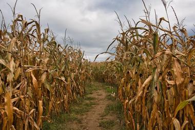 Maize in the City