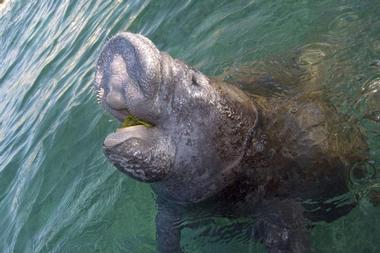 Manatee Park