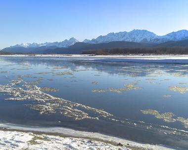 Observe wildlife at Chilkat River