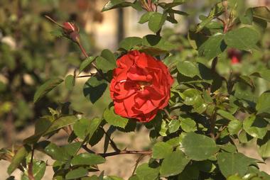 The Botanical Gardens at Sanibel Moorings