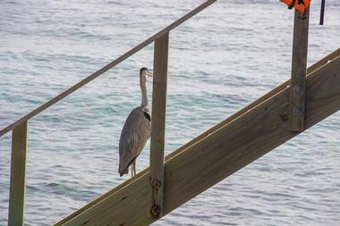 The Green Pleasure Pier