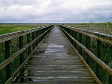 Paynes Prairie