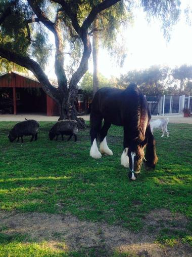 Rancho Los Alamitos Historic Ranch & Gardens