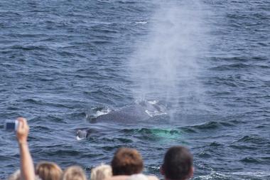 Redondo Beach Whale Watching