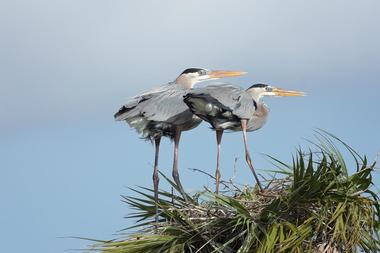 Tarpon Bay Explorers