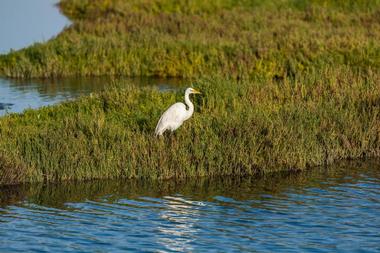 Discover endangered plant and animal species at Los Cerritos Wetlands