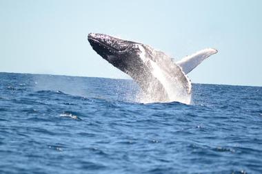 Glacier Wind Charters