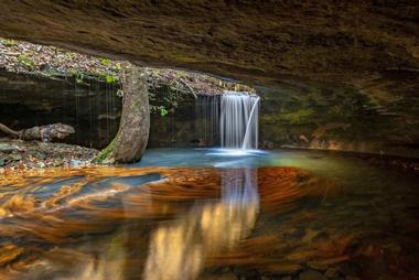 View unique trees at Ozark-St. Francis National Forest