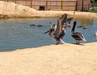 3 Palms Petting Zoo and Education Center