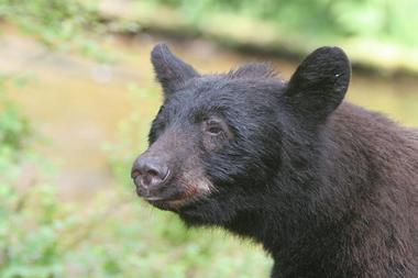 Anan Creek Bear Observatory