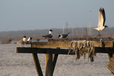 Fairhope Municipal Pier